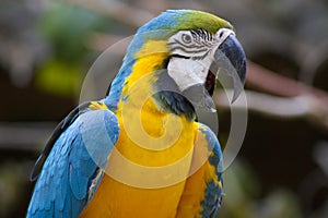 Blue Macaw squawking