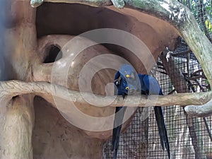 Blue macaws couple in captivity in the bird park photo