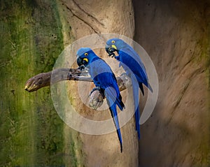 Blue Macaws at Parque das Aves - Foz do Iguacu, Parana, Brazil