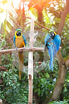 Blue macaws perched on a wooden post enjoying the warmth of the evening sun