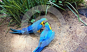 BLUE MACAWS PLAYING IN THE PARK