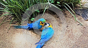 BLUE MACAWS PLAYING IN THE PARK