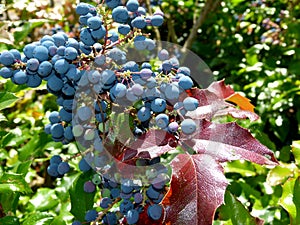 Blue maeonia berries and red leaves in full sun 2