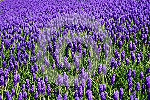 Blue magnificent arabian hyacinth in spring. Blue magnificent arabian hyacinth in spring. Turkey Istanbul Emirgan photo