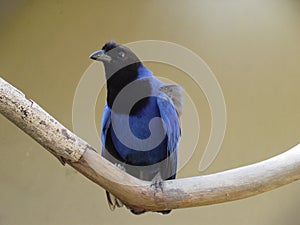 Blue magpie