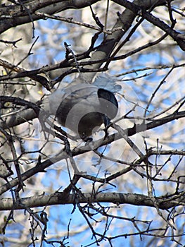 Blue magpie on a branch in Irkutsk park