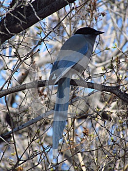 Blue magpie on a branch in Irkutsk park