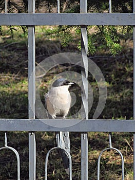 Blue Magpie in Irkutsk