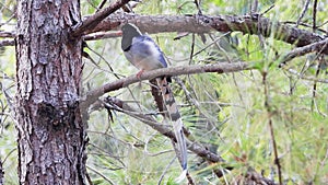 Blue Magpie nature bird on the mountain pine tree