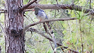 Blue Magpie nature bird on the mountain pine tree