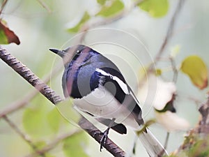 Blue Magpie-robin