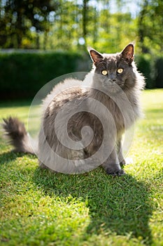 Maine coon cat in sunny garden