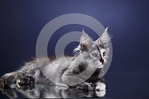 Blue Maine Coon kitten reclines, blue studio background