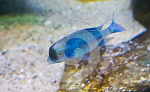 Blue Malawi dolphin cichlid fish also known as moorii, a cute and funny tropical pet that looks like a dolphin from malawi lake