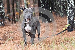 Blue male American Pitbull Terrier dog outside on leash