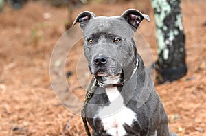 Blue male American Pitbull Terrier dog outside on leash