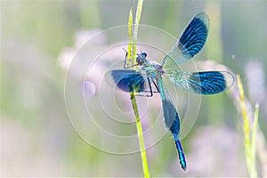 Banded demoiselle - Calopteryx splendens - dragonfly