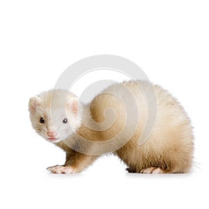 Blue male Ferret kit