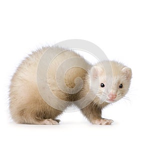 Blue male Ferret kit