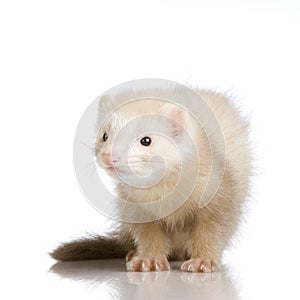 Blue male Ferret kit