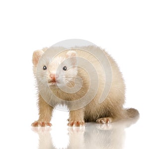 Blue male Ferret kit