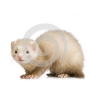 Blue male Ferret kit