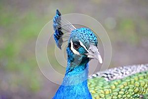 Blue male peacock bird - close-up, head