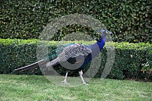 Blue male peacock bird walking on the green grass in a park