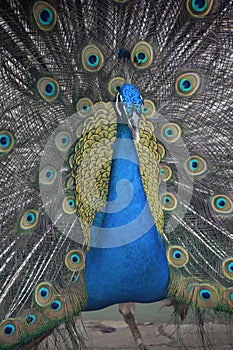 Blue Male Peacock with Showy Colorful Plummage