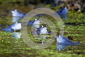 Blue males of the  moor frog Rana arvalis