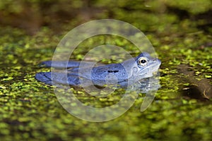 Blue males of the  moor frog Rana arvalis