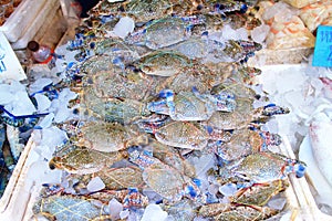 Blue manna crab