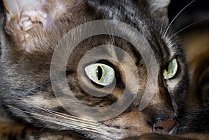 Blue Marbled Bengal Corsican Cat