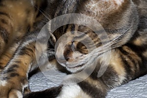 Blue Marbled Bengal Corsican Cat