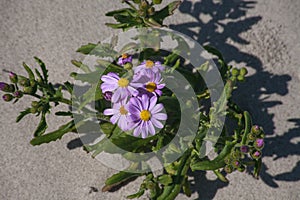 Blue Marguerite (Felicia amelloides) 12279