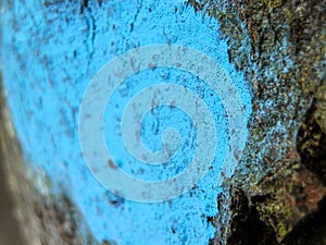 Blue mark on bark of tree in forest