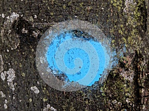 Blue mark on bark of tree in forest