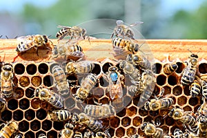Blue mark queen Bee working Honey bees beehive Wax Frame beekeeping