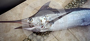 Blue Marlin on the Dock