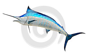 Blue Marlin fish img