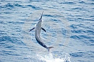 Blue Marlin jumping