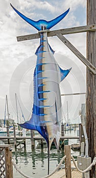 Blue Marlin Sailfish