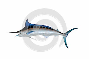 Blue marlin on white background