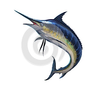 Blue marlin on a white background