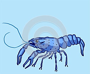 Blue marron crayfish kind shellfish illustration clip-art image photo