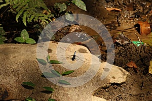 Blue Marsh Hawk at the side of a pond