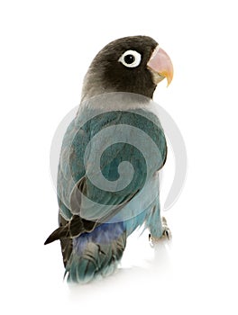 Blue Masked Lovebird - Agapornis personata