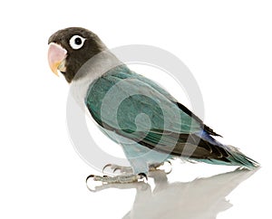 Blue Masked Lovebird - Agapornis personata photo