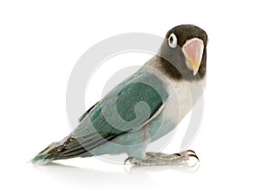 Blue Masked Lovebird - Agapornis personata photo