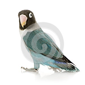Blue Masked Lovebird - Agapornis personata photo